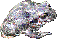 Knoblauchkröte