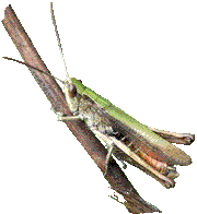 Wiesengrashüpfer